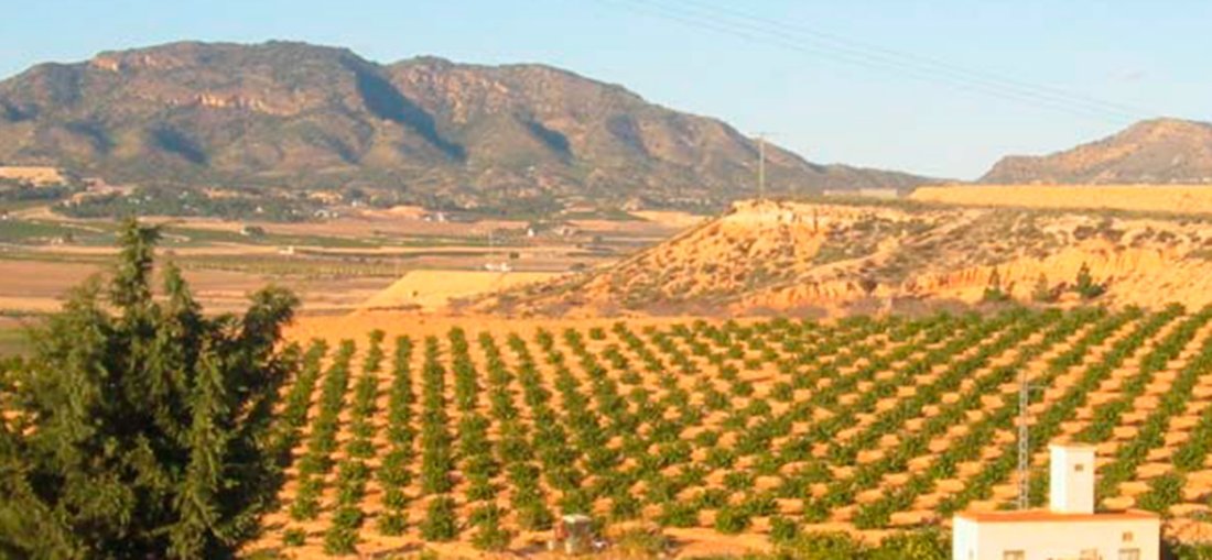 Land in Torre Pacheco, Región de Murcia, Spain 2 - 17224048