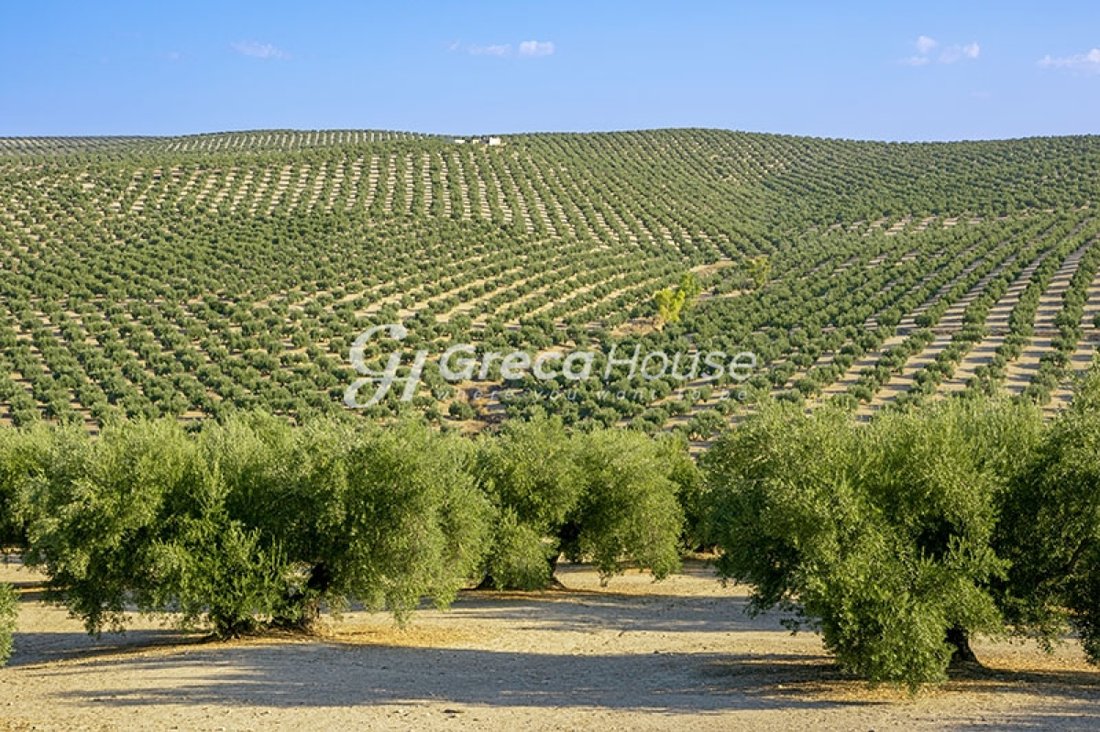 Land in Gytheio, Peloponnese, Western Greece and the Ionian, Greece 1 - 17231262