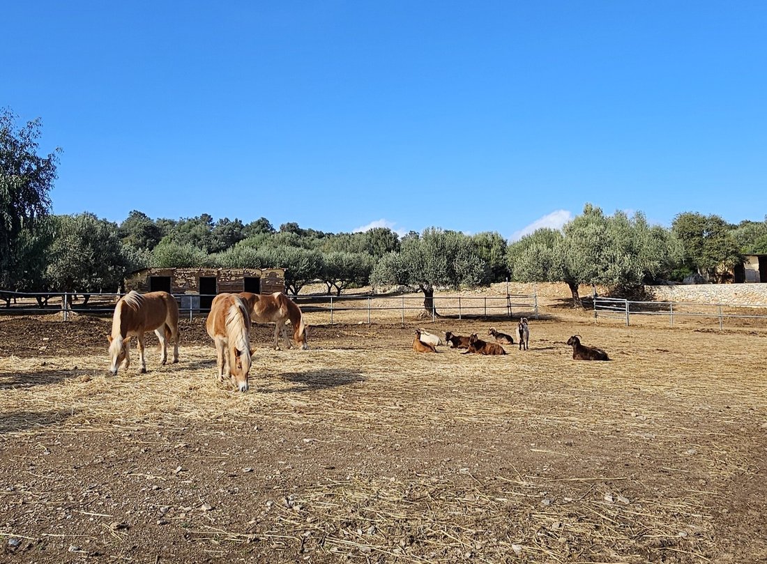 Estate in Galatas Community, Troizinia, Greece 5 - 17235299