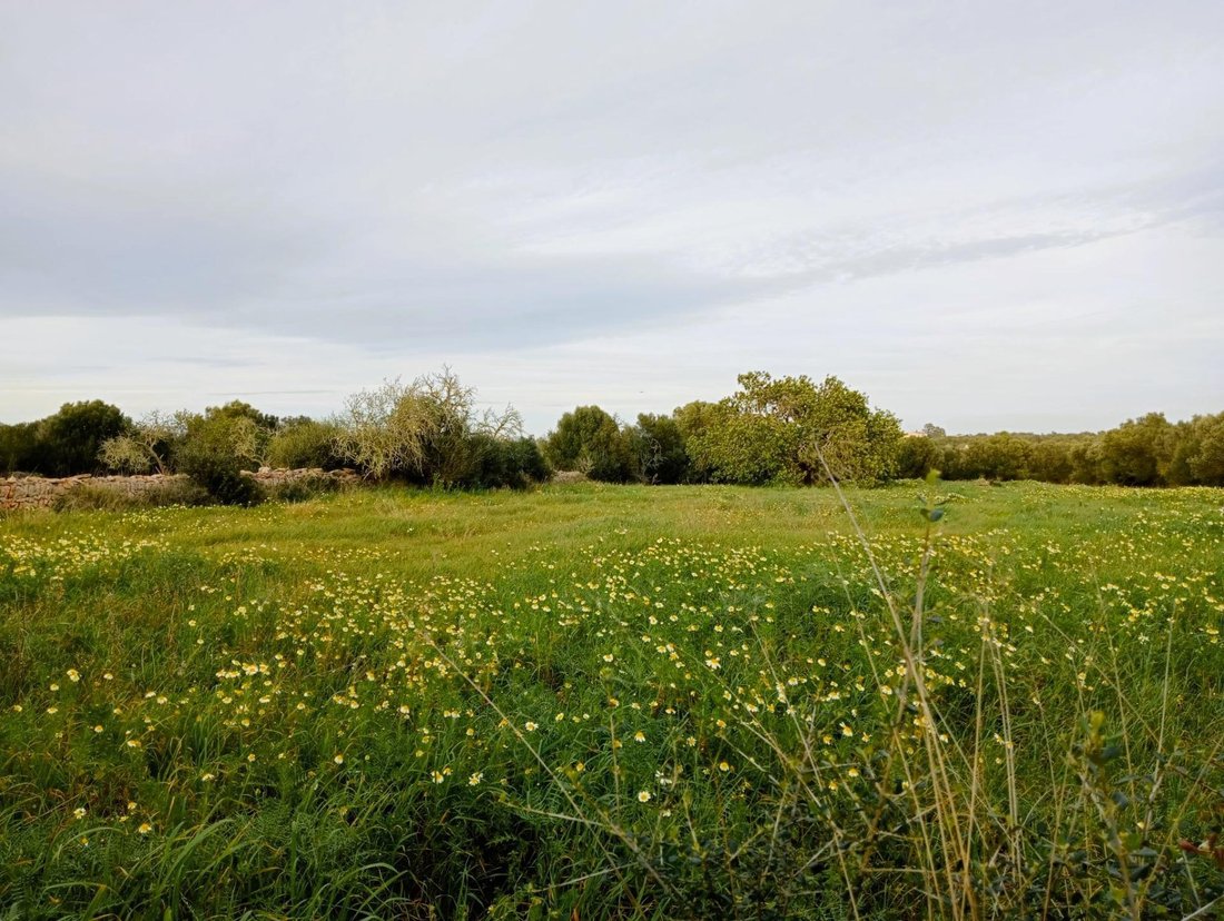 Santanyi, Balearic Islands, Spain 2 - 16186078