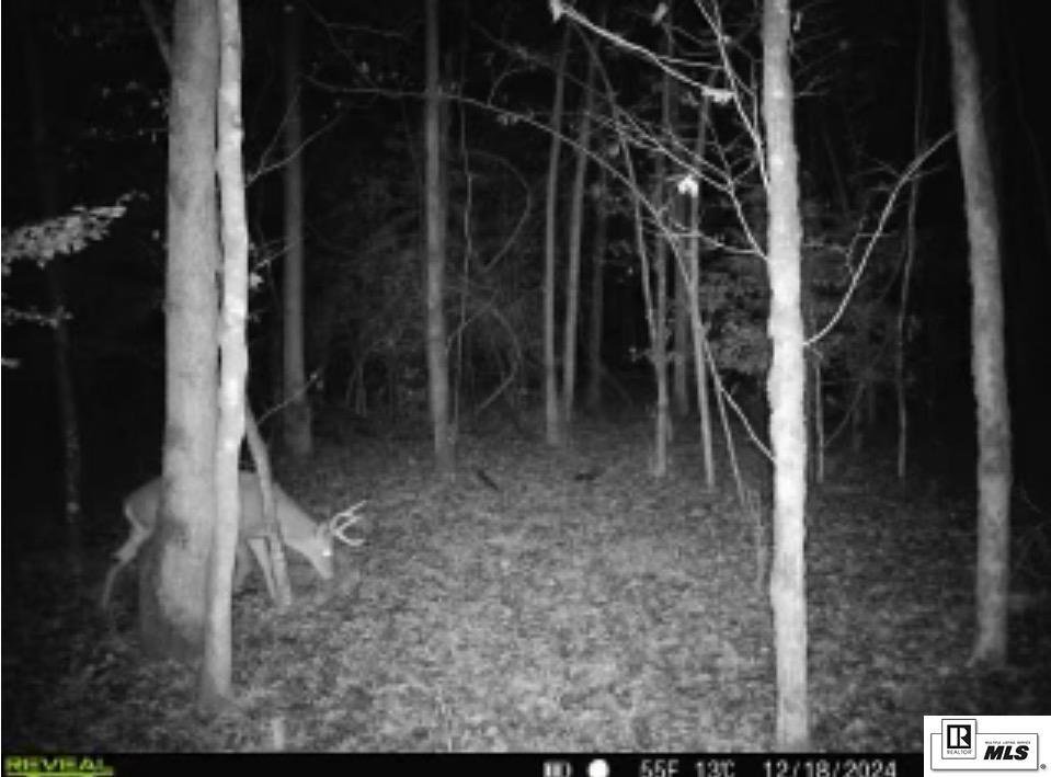 Land in Bernice, Louisiana, United States 5 - 16754971