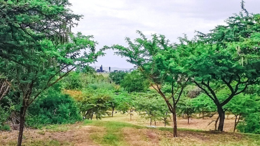 Farm Ranch in Eshowe, KwaZulu-Natal, South Africa 5 - 17239003