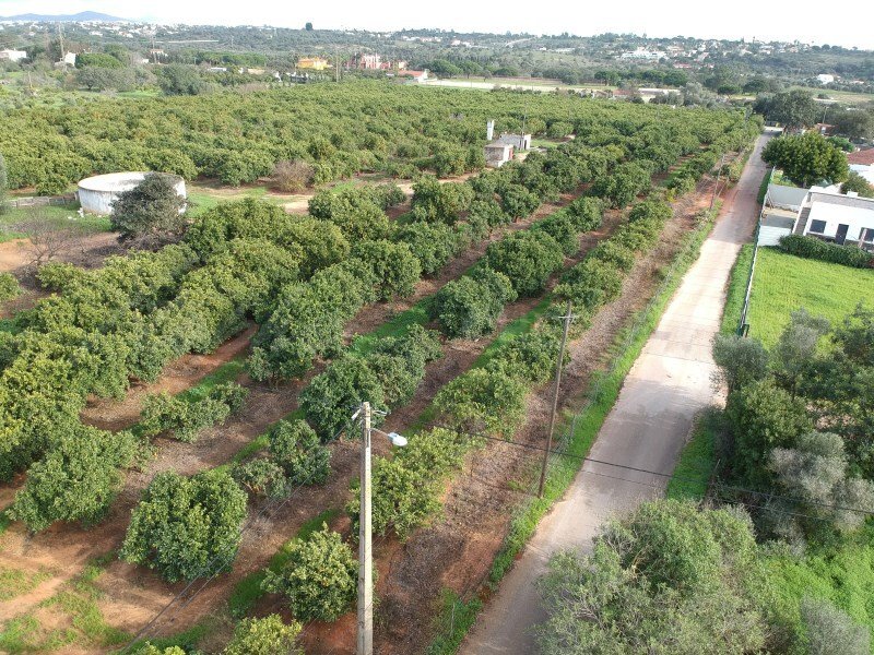 Quarteira, Algarve, Portugal 1 - 17240211