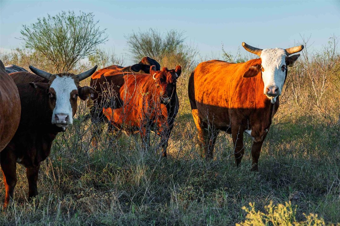 Rancho en Elgin, Texas, Estados Unidos 5 - 16889699