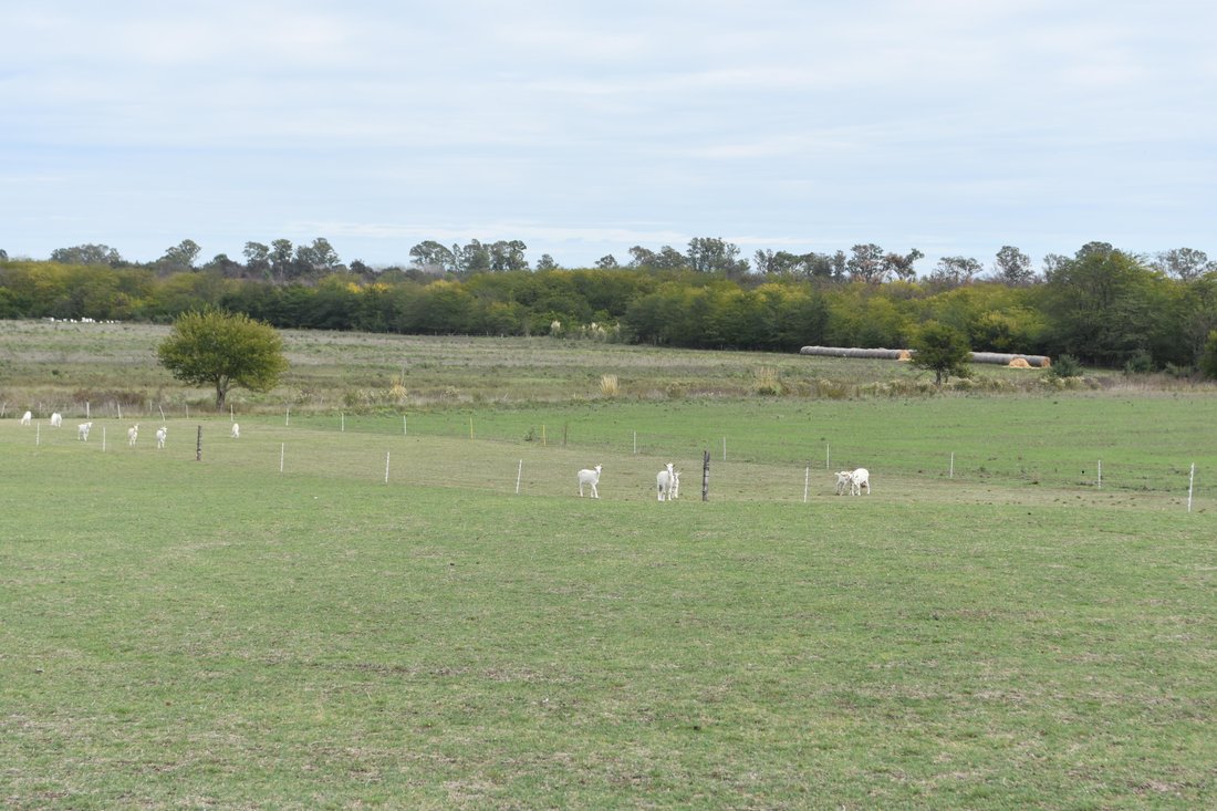 Farm Ranch in La Lonja, Buenos Aires Province, Argentina 3 - 17249364