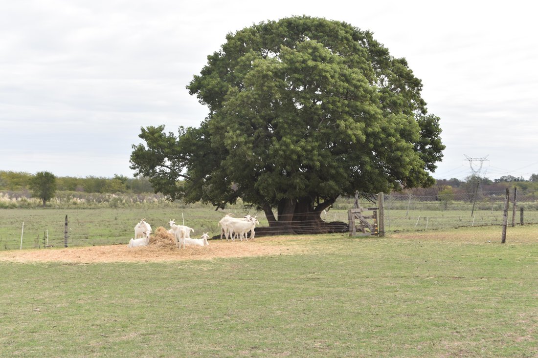 Farm Ranch in La Lonja, Buenos Aires Province, Argentina 1 - 17249364