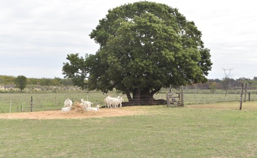 Farm Ranch in La Lonja, Buenos Aires Province, Argentina 1