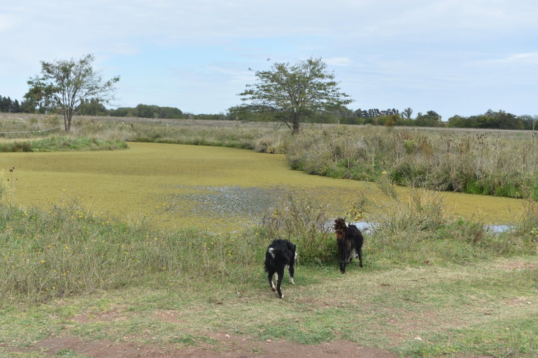 Farm Ranch in La Lonja, Buenos Aires Province, Argentina 5 - 17249364