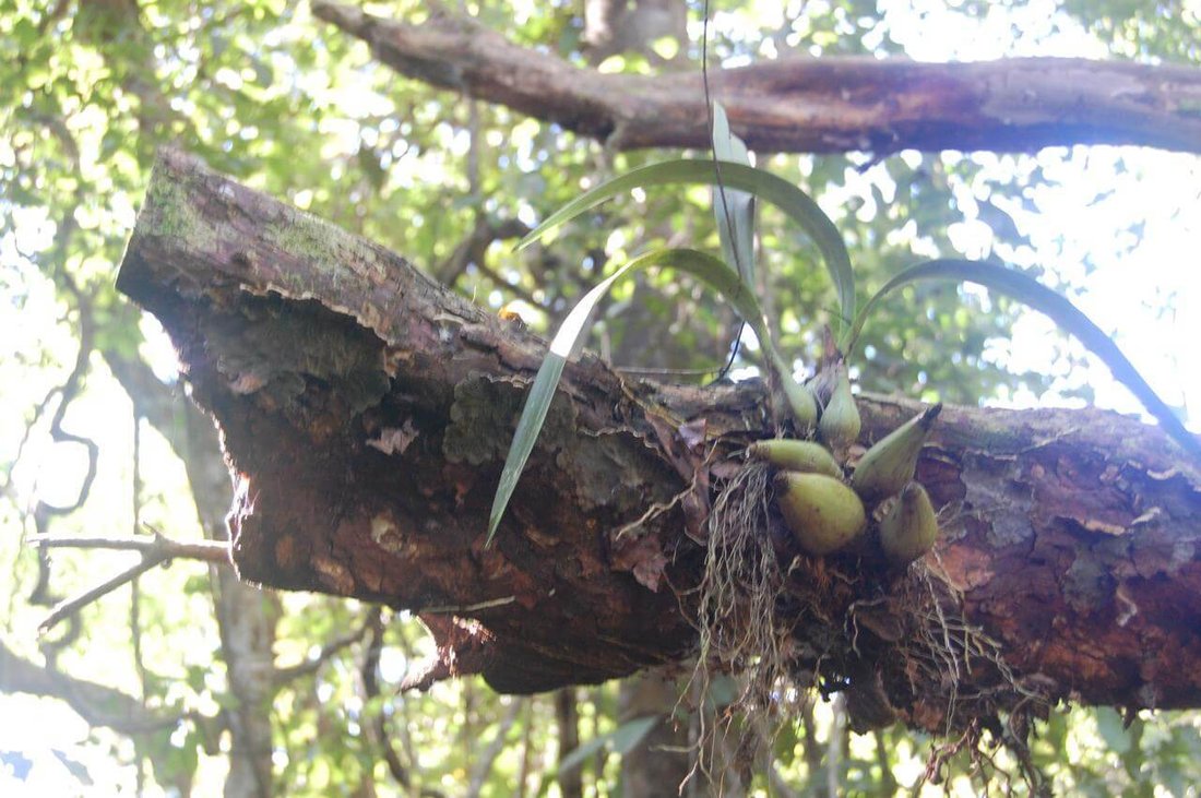 Land in Hojancha, Guanacaste Province, Costa Rica 3 - 17249318