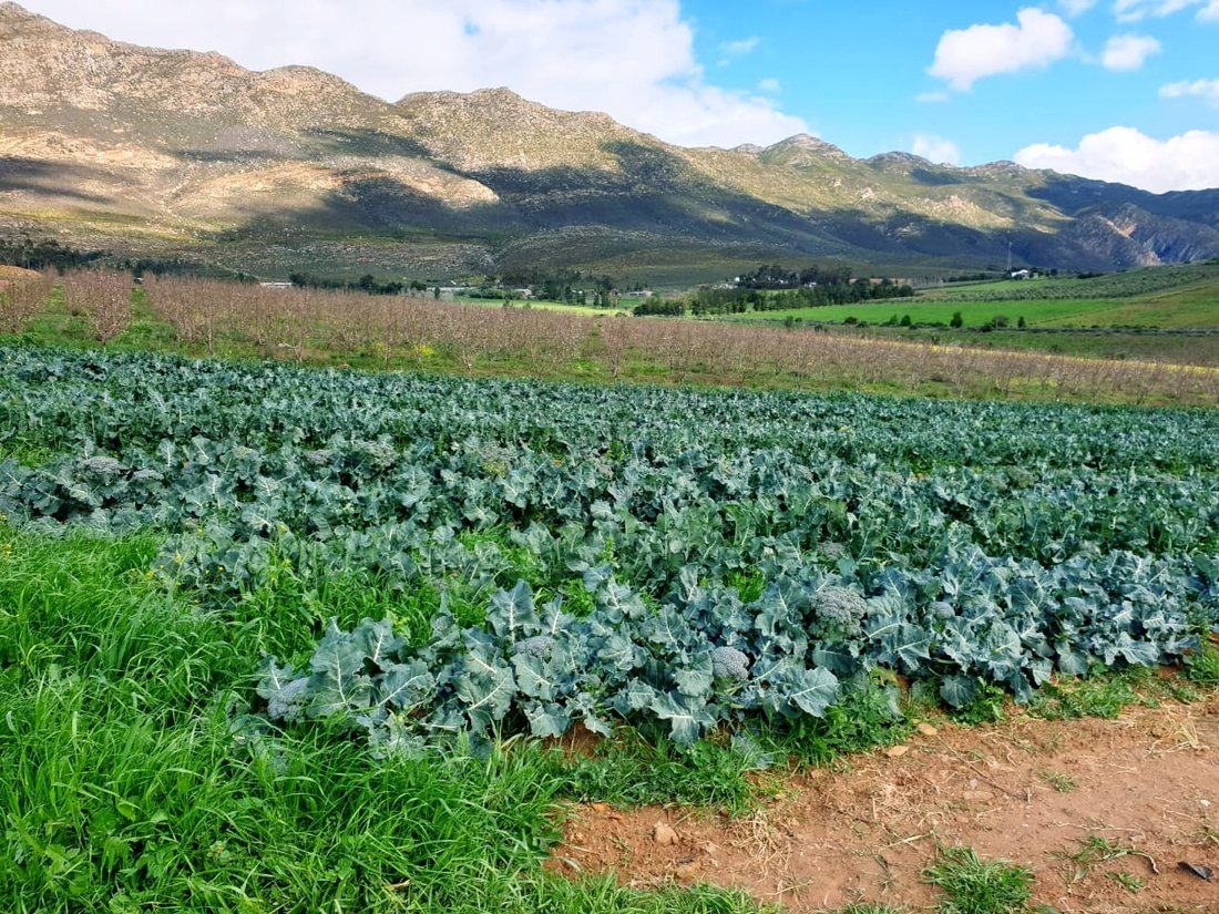 Farm Ranch in Montagu, Western Cape, South Africa 3 - 17253444