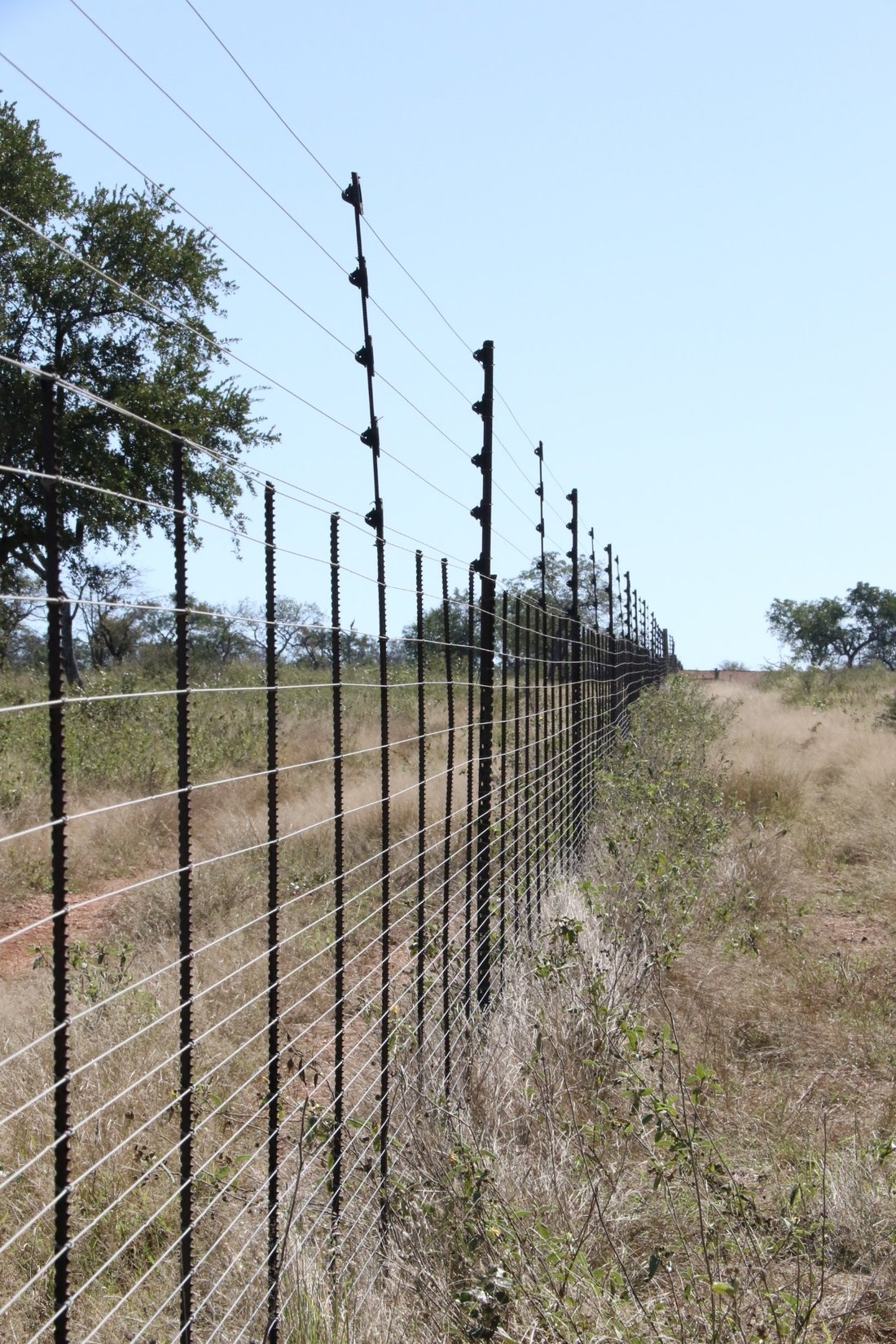 Farm Ranch in Mica, Limpopo, South Africa 4 - 17251212