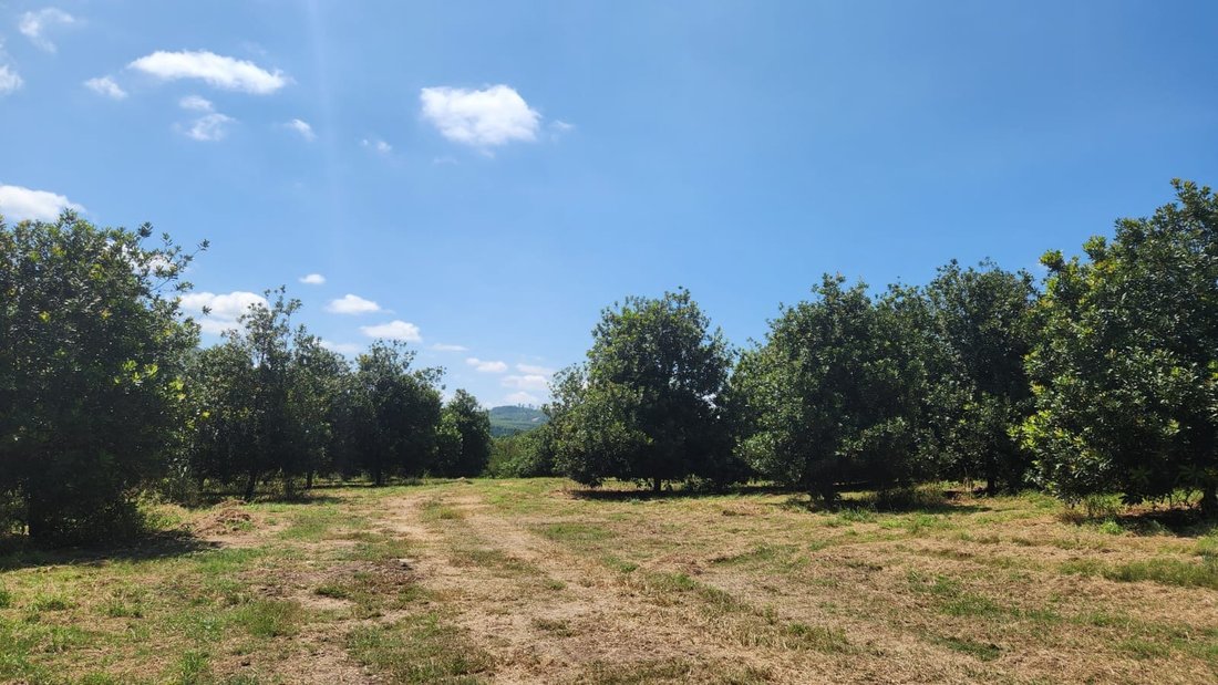 Farm Ranch in Johannesburg, Gauteng, South Africa 3 - 17251349