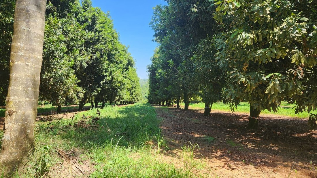 Farm Ranch in Johannesburg, Gauteng, South Africa 4 - 17251349