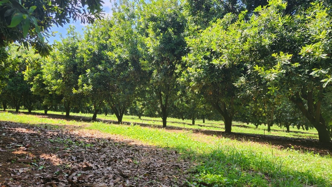 Farm Ranch in Johannesburg, Gauteng, South Africa 2 - 17251349