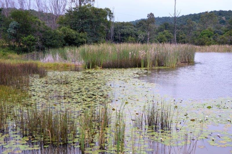 Farm Ranch in Mookgopong, Limpopo, South Africa 2 - 17251521