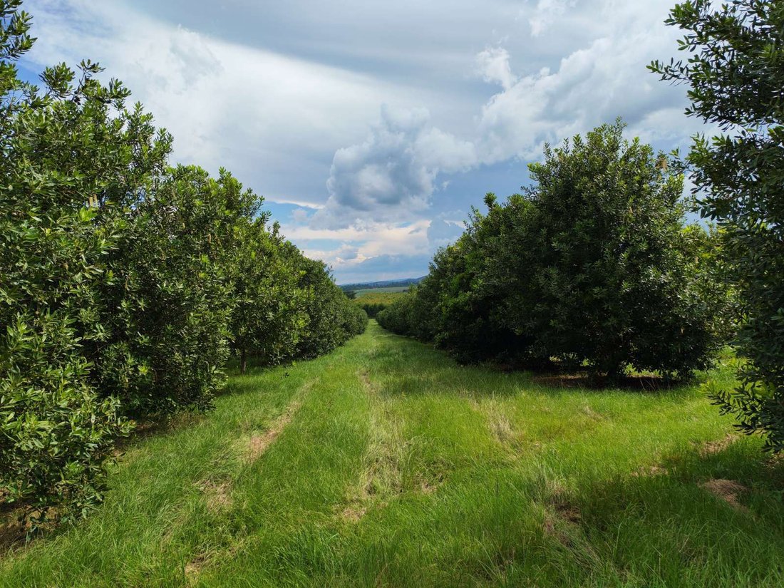 Farm Ranch in White River, Mpumalanga, South Africa 2 - 17256020