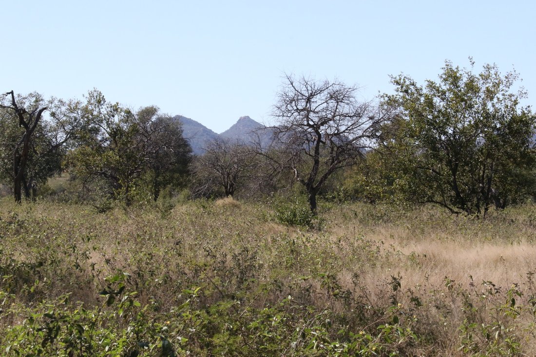 Farm Ranch in Mica, Limpopo, South Africa 1 - 17251212
