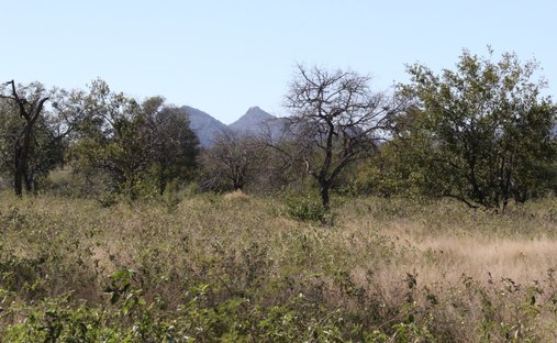 Farm Ranch in Mica, Limpopo, South Africa 1
