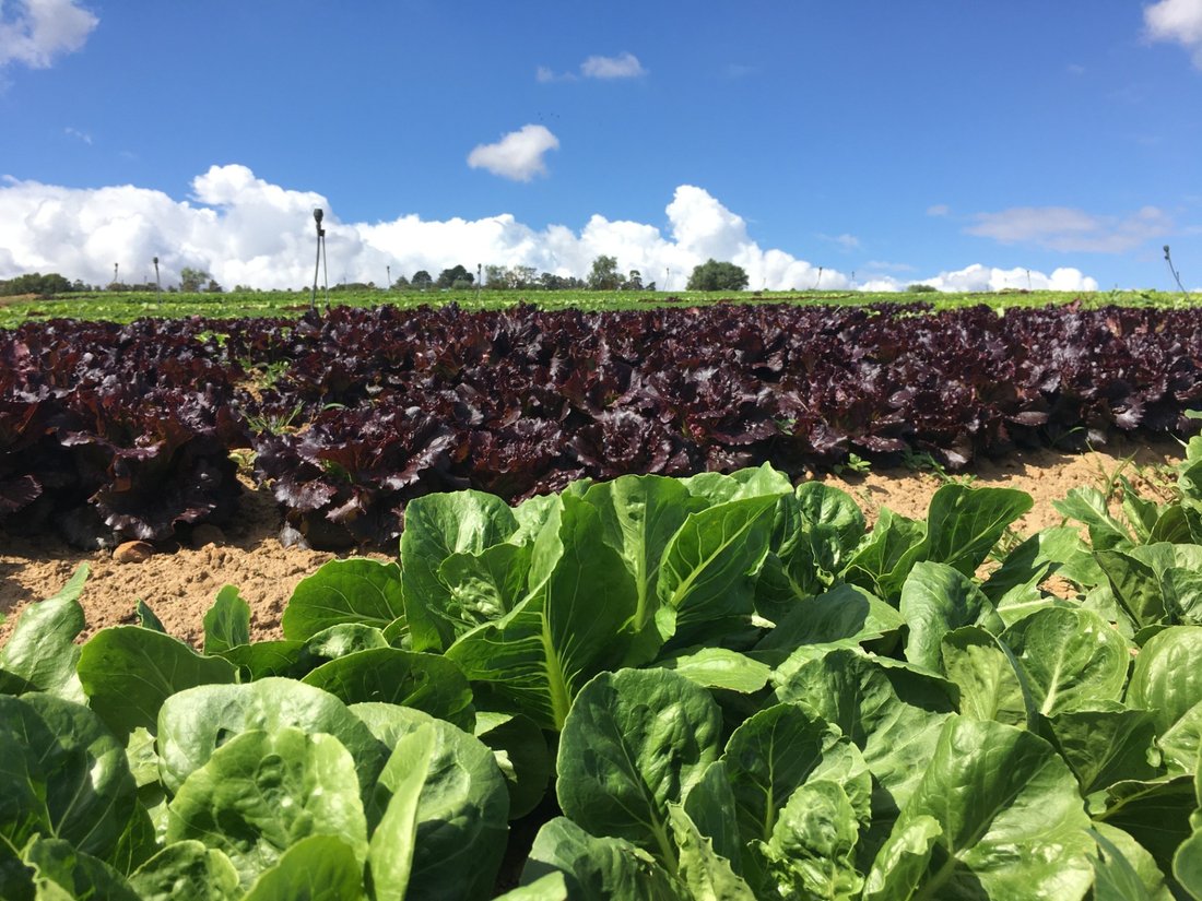 Farm Ranch in Stellenbosch, Western Cape, South Africa 5 - 17253390
