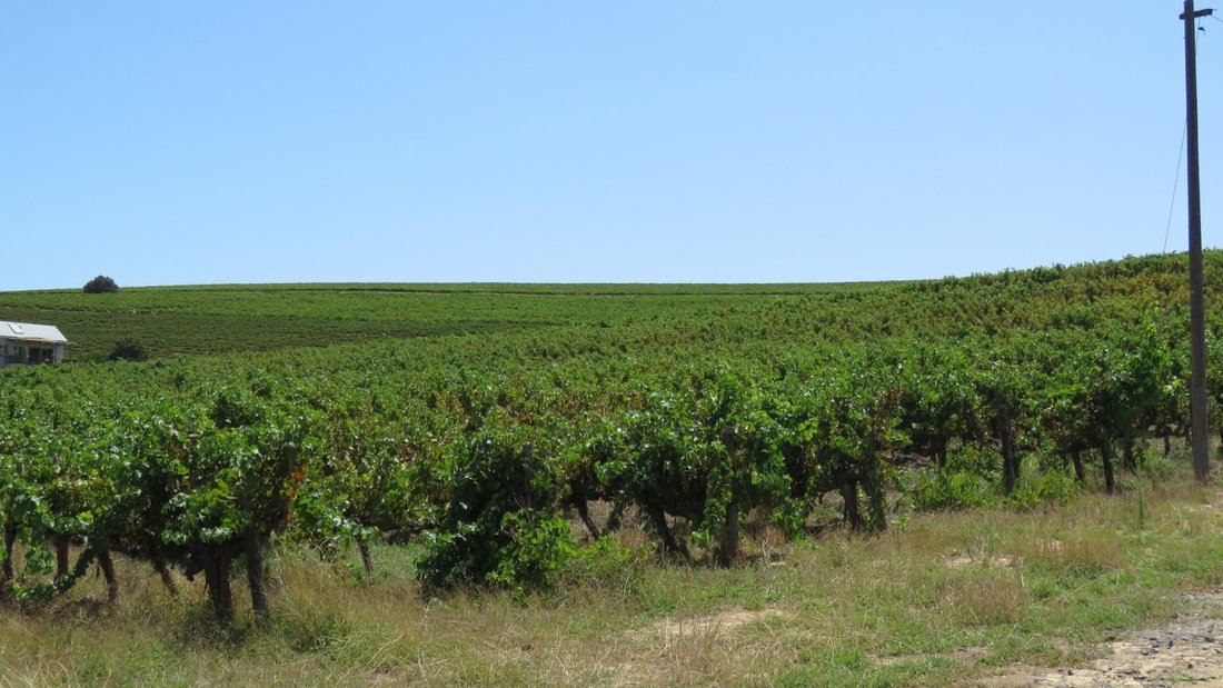 Farm Ranch in Stellenbosch, Western Cape, South Africa 5 - 17253476