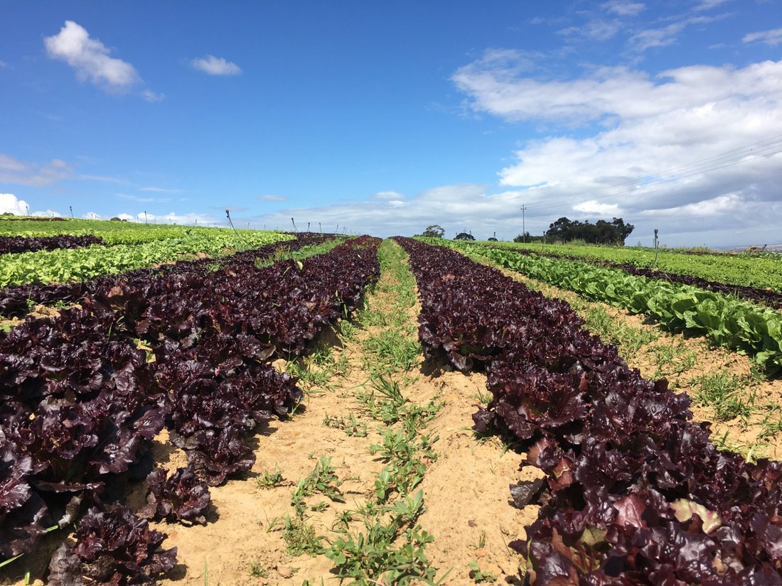 Farm Ranch in Stellenbosch, Western Cape, South Africa 4 - 17253390