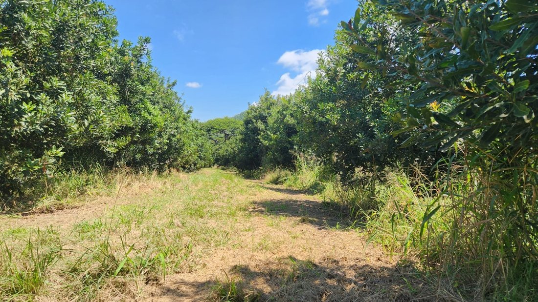 Farm Ranch in Johannesburg, Gauteng, South Africa 5 - 17251349