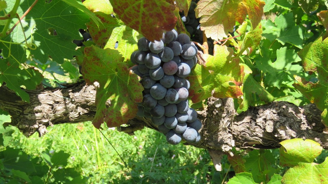 Farm Ranch in Stellenbosch, Western Cape, South Africa 2 - 17253476