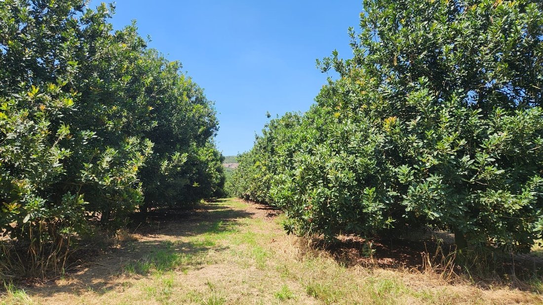 Farm Ranch in Johannesburg, Gauteng, South Africa 1 - 17251349