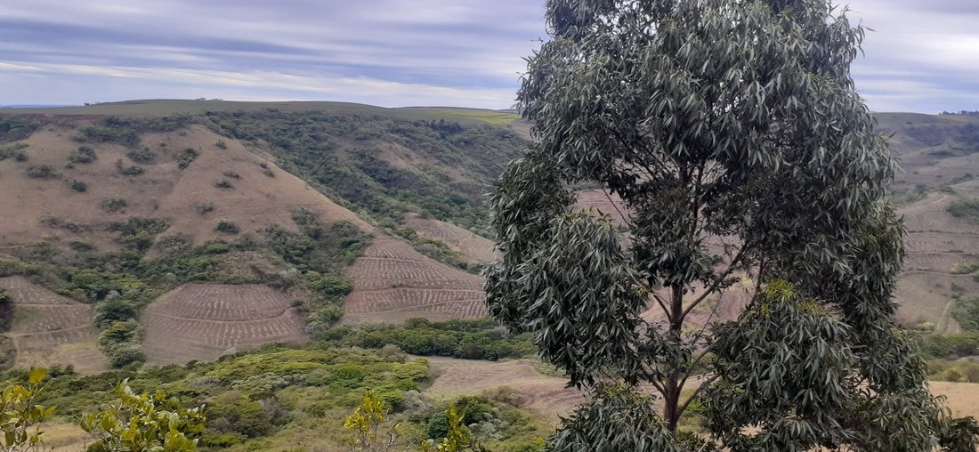 Farm Ranch in Dolphin Coast, KwaZulu-Natal, South Africa 4 - 17252961