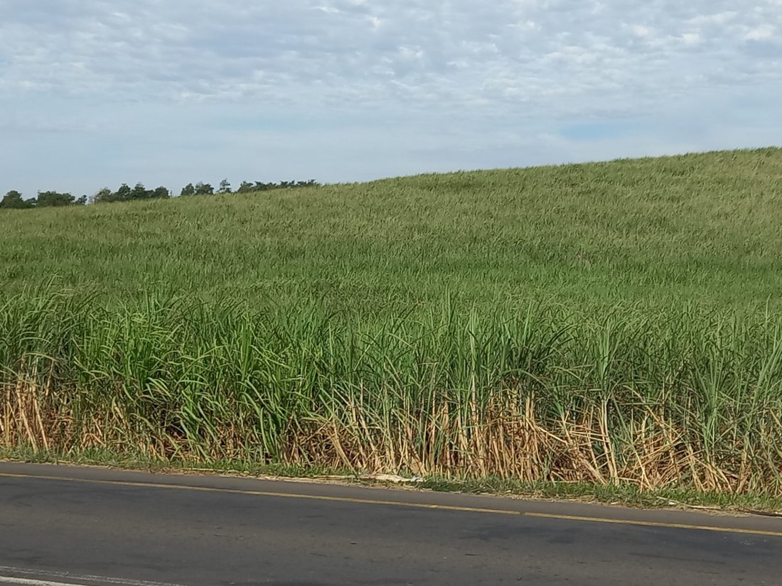 Farm Ranch in Johannesburg, Gauteng, South Africa 5 - 17252184