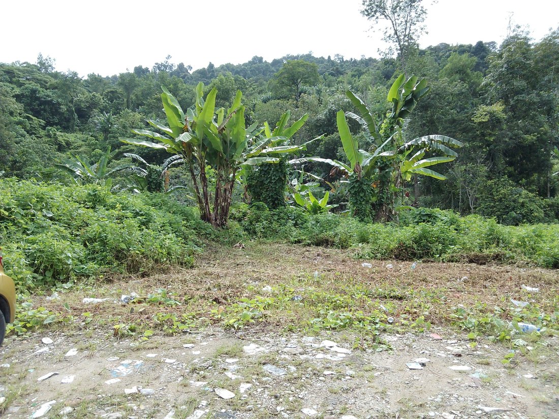 Ulu Gombak Forest Reserve, Selangor, Malaysia 1 - 17251253