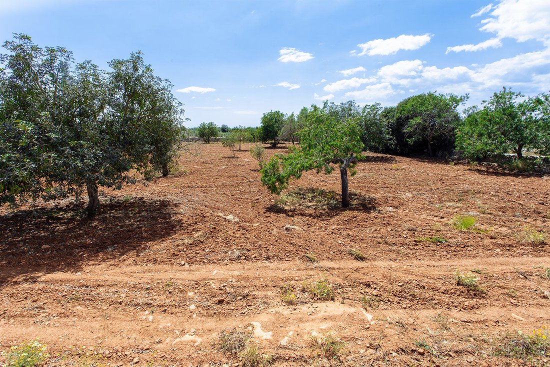 Land in Felanitx, Balearic Islands, Spain 4 - 17248227