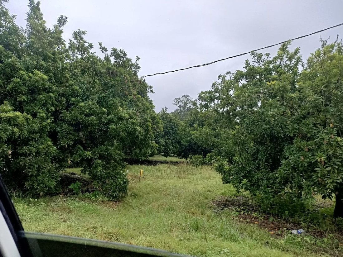Tapah, Perak, Malaysia 4 - 17251606