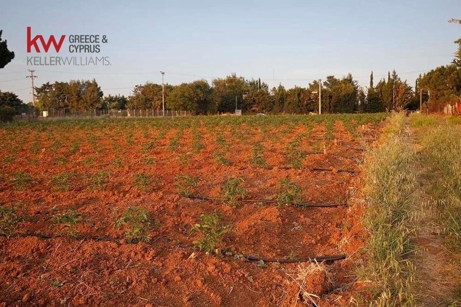 Land in Kryoneri Municipal Unit, Attica, Greece 4 - 17249936