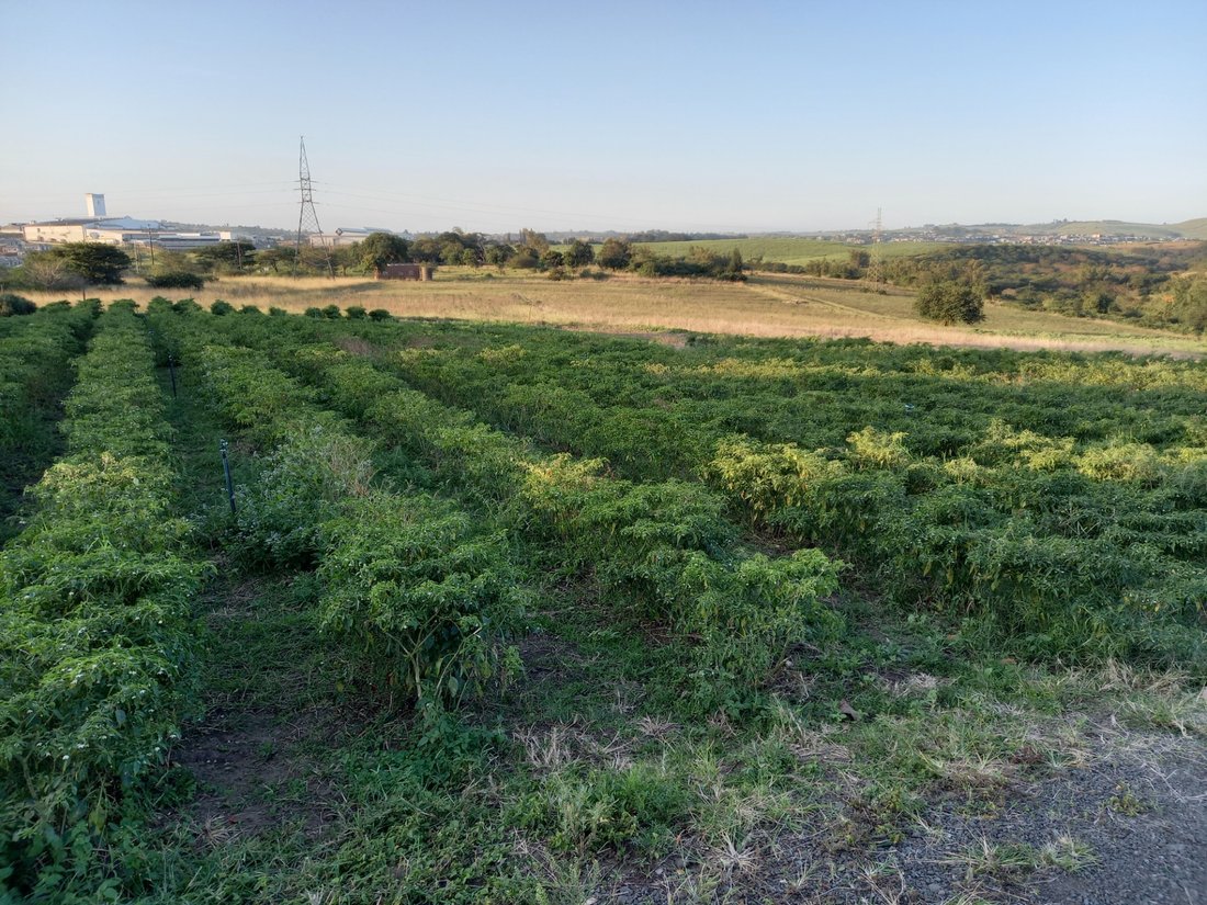Farm Ranch in Shakaskraal, KwaZulu-Natal, Südafrika 1 - 17250309