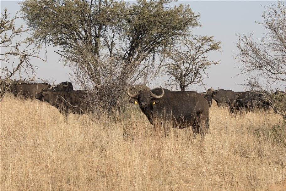Farm Ranch in Vredefort, Free State, South Africa 2 - 17252976