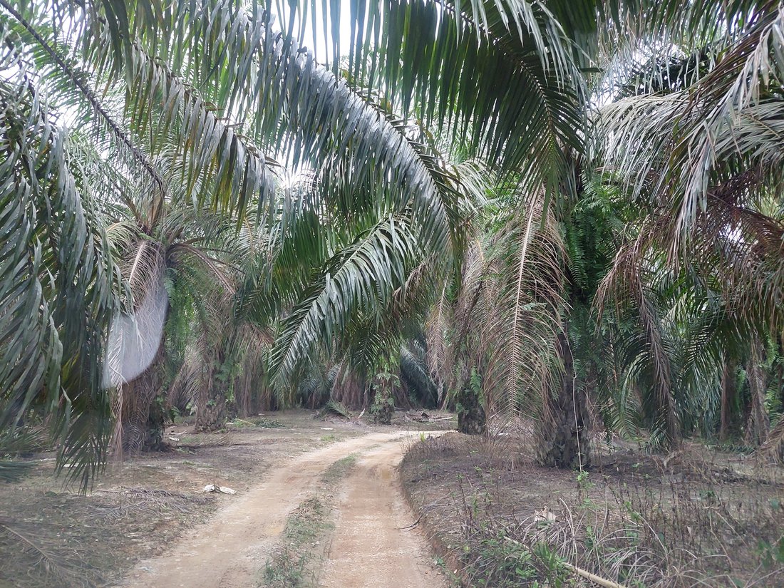 Raub District, Pahang, Malaysia 5 - 17251375