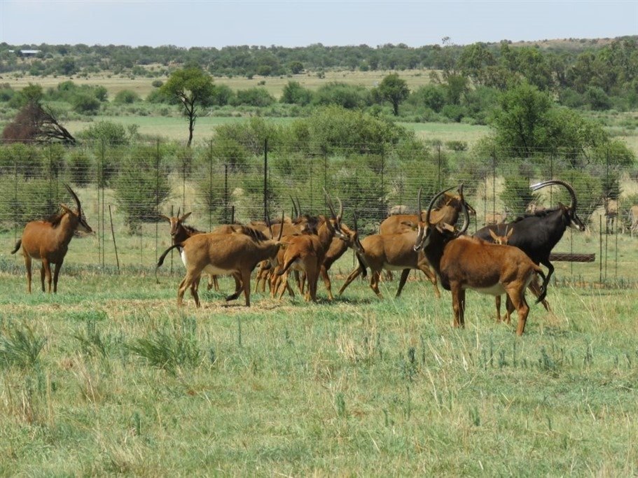 Farm Ranch in Vredefort, Free State, South Africa 5 - 17252976