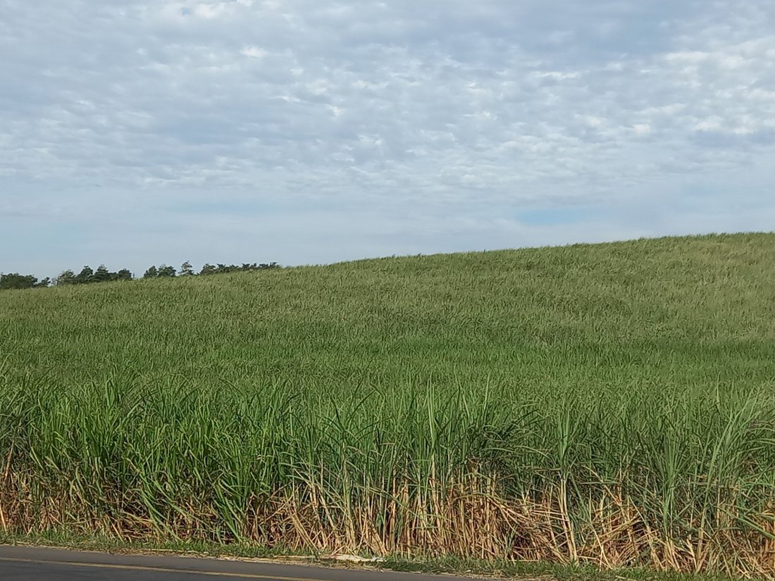 Farm Ranch in Johannesburg, Gauteng, South Africa 4 - 17252184