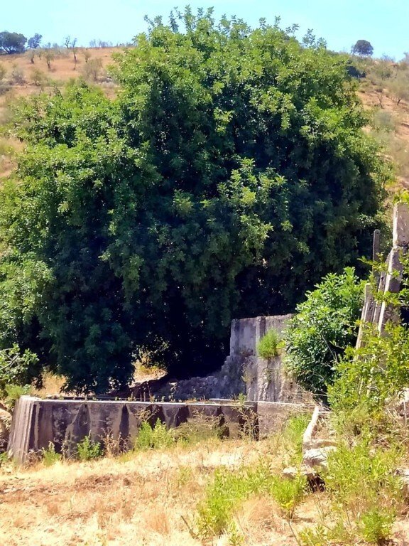 Land in Ardales, Andalusia, Spain 4 - 17256961