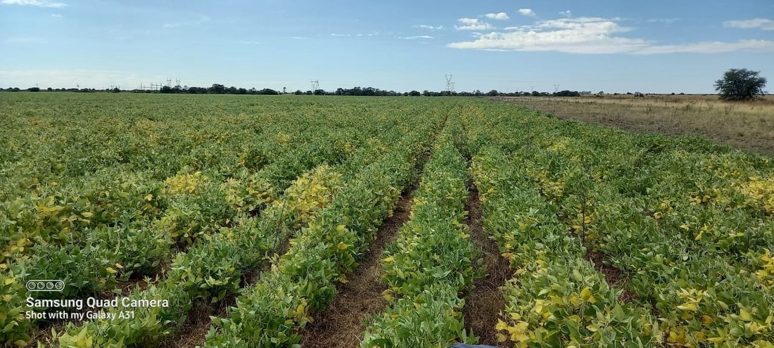 Farm Ranch in Makwassie, North West, South Africa 1 - 17249825