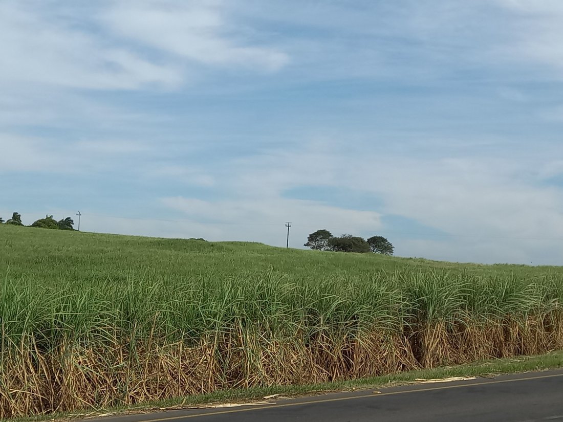 Farm Ranch in Johannesburg, Gauteng, South Africa 1 - 17252184