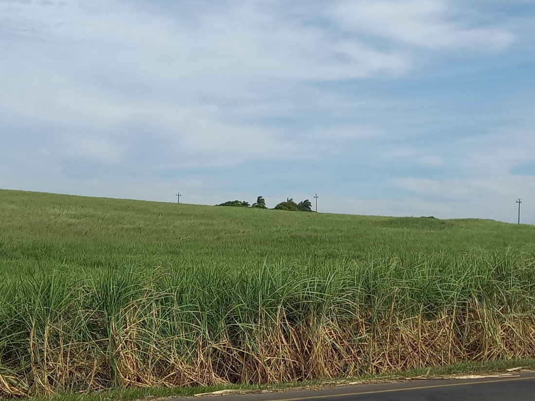 Farm Ranch in Johannesburg, Gauteng, South Africa 2 - 17252184
