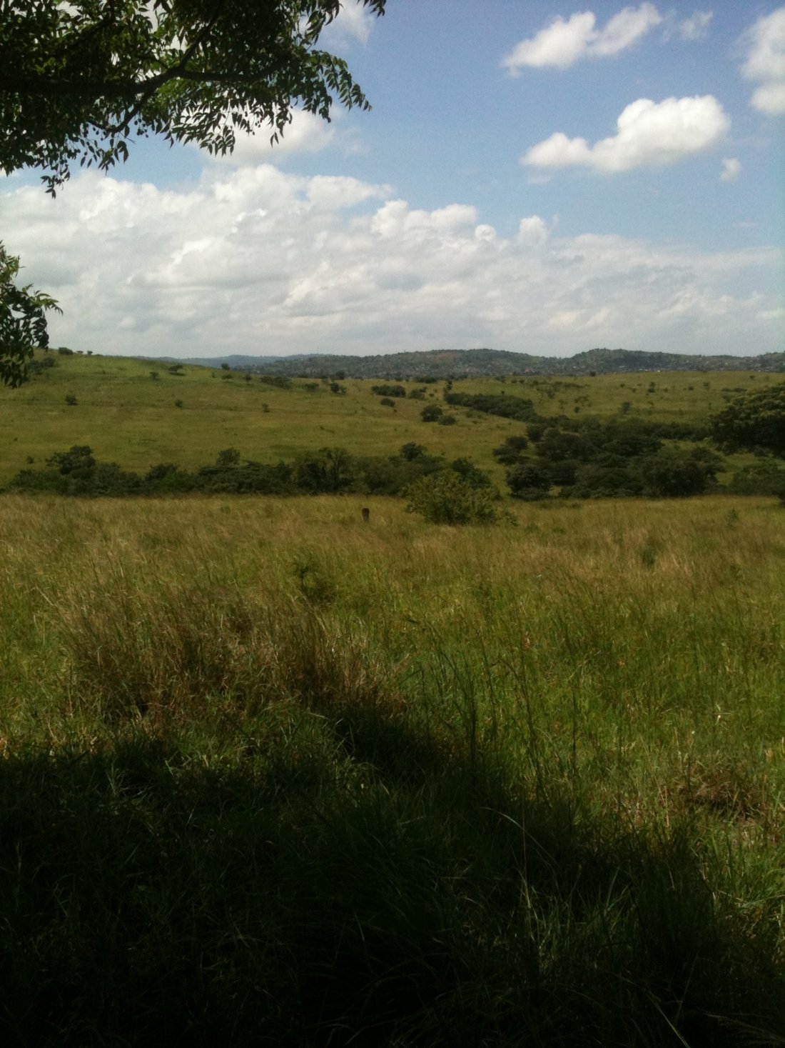 Farm Ranch in Johannesburg, Gauteng, South Africa 5 - 17252198