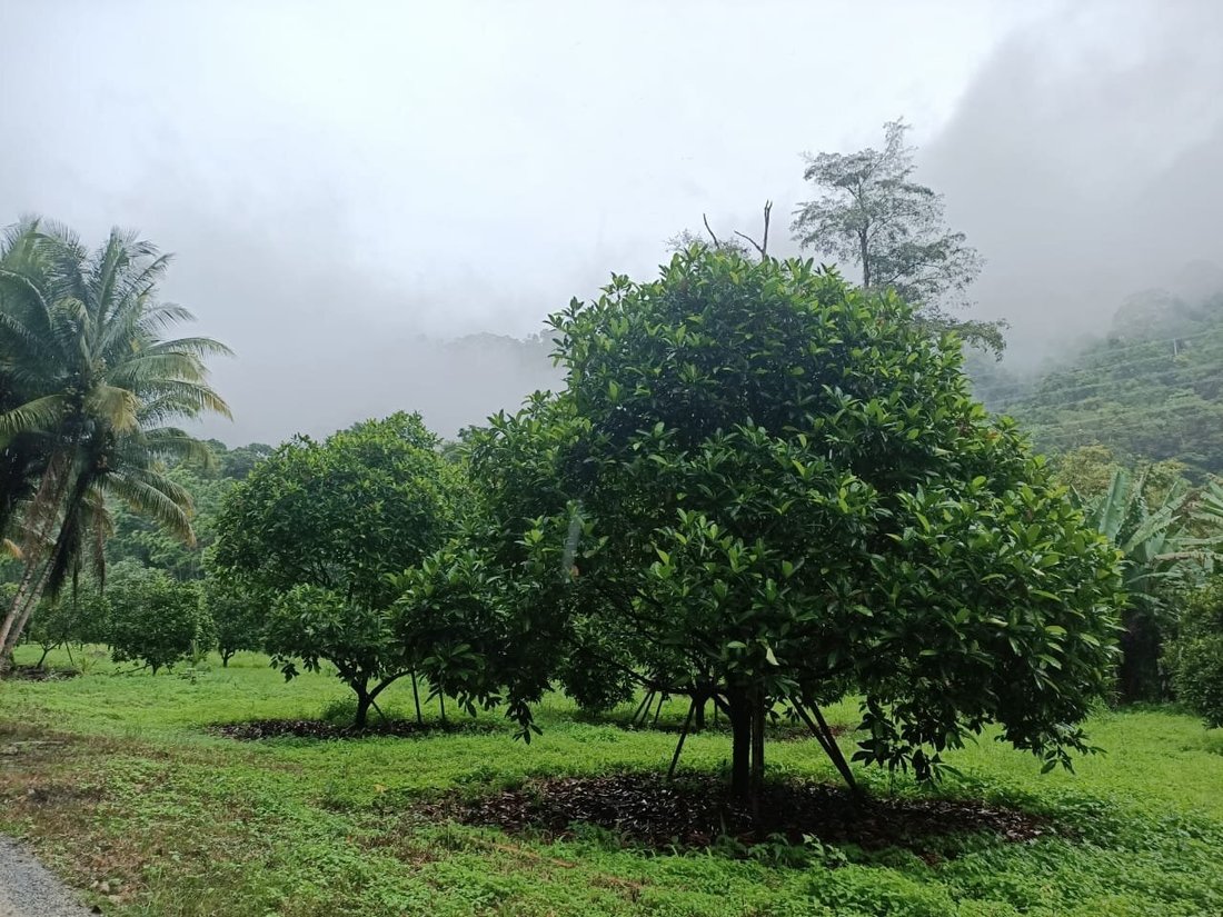 Tapah, Perak, Malaysia 1 - 17251606