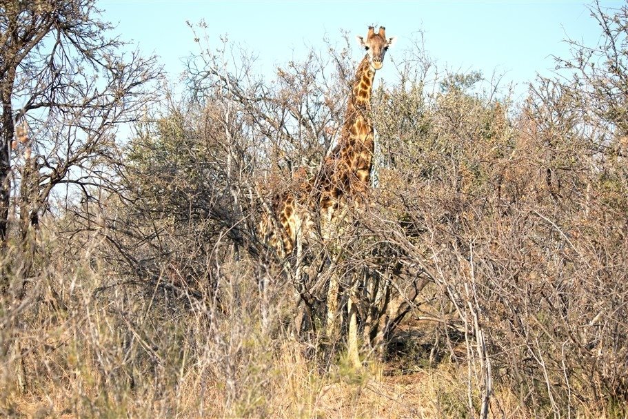 Farm Ranch in Vredefort, Free State, South Africa 4 - 17252976