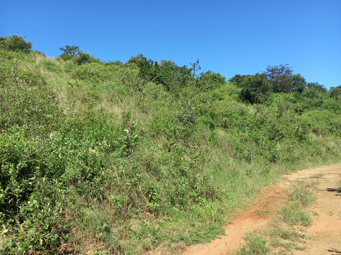 Land in Johannesburg, Gauteng, South Africa 1 - 17250369