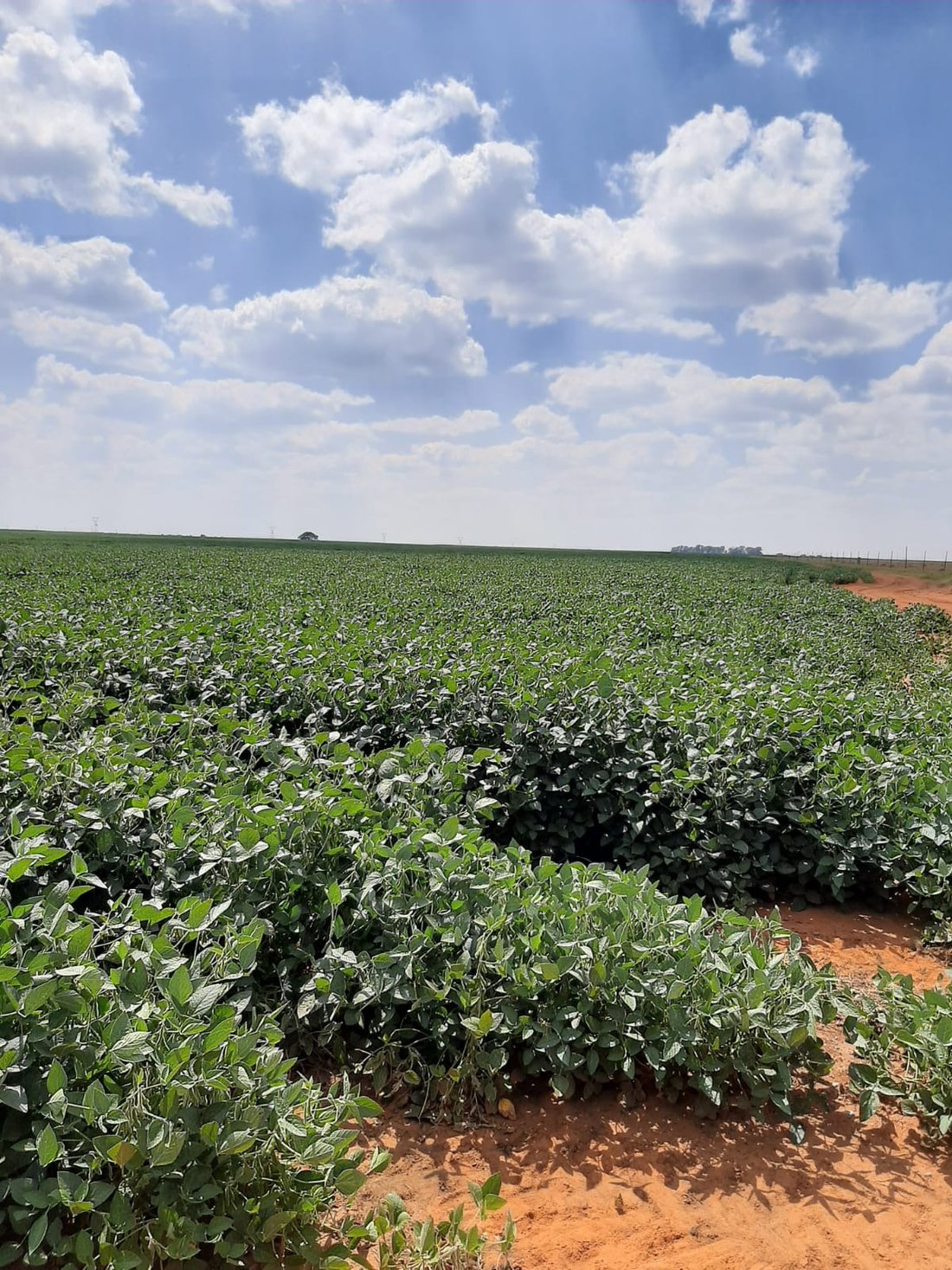 Farm Ranch in Makwassie, North West, South Africa 3 - 17249825