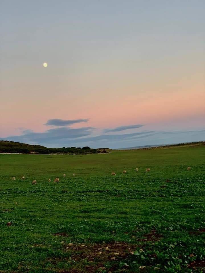 Farm Ranch in Johannesburg, Gauteng, South Africa 3 - 17252145