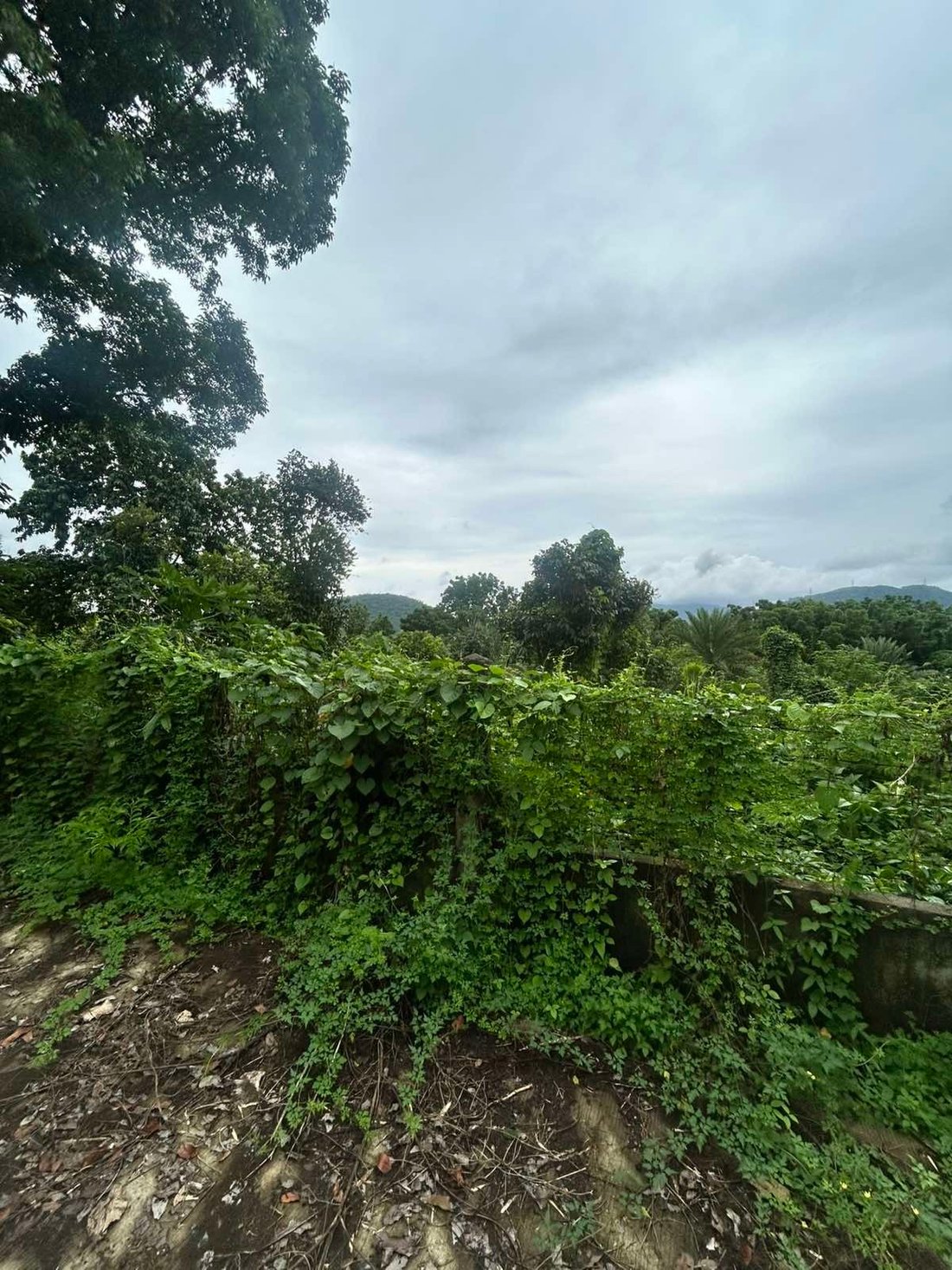 Land in Alaminos, Calabarzon, Philippines 4 - 17251778